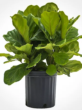 Fiddle Leaf Fig Bush