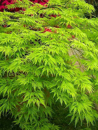 Filigree Japanese Maple