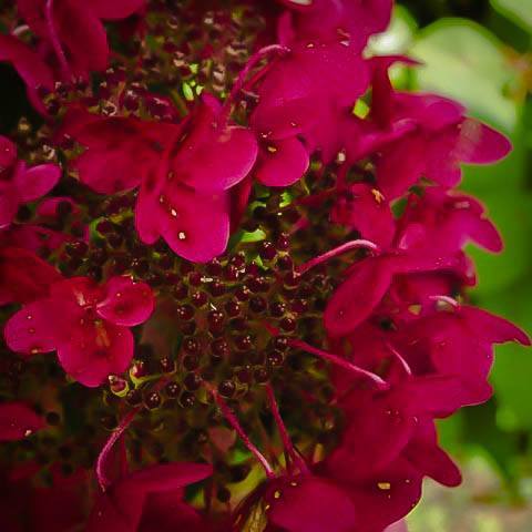 Fire And Ice Hydrangea For Sale Online The Tree Center