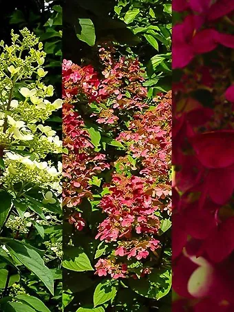 Fire and Ice Hydrangea