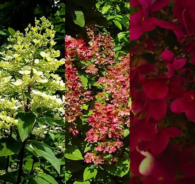 Image of Fire and ice hydrangea full grown bush