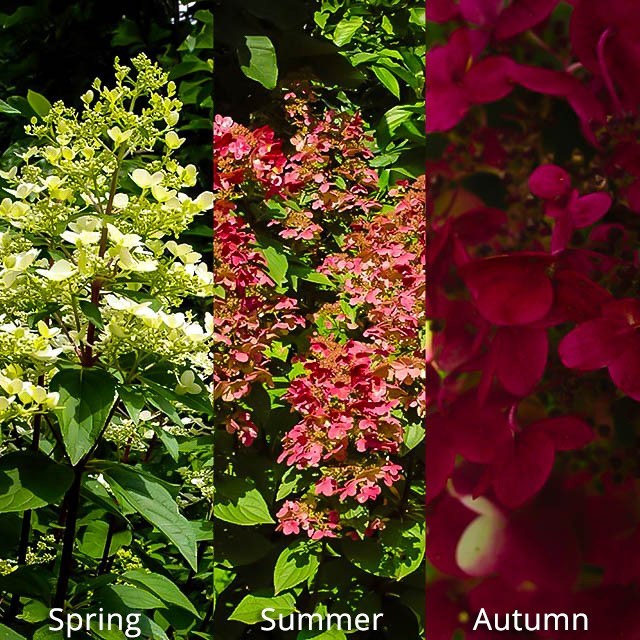 Image of Fire and ice hydrangea bush