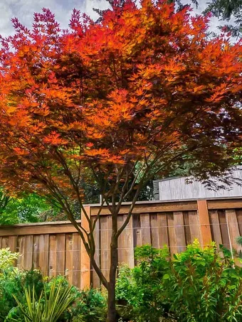 Fireglow Japanese Maple