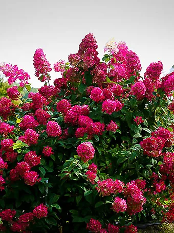 Firelight® Hydrangea