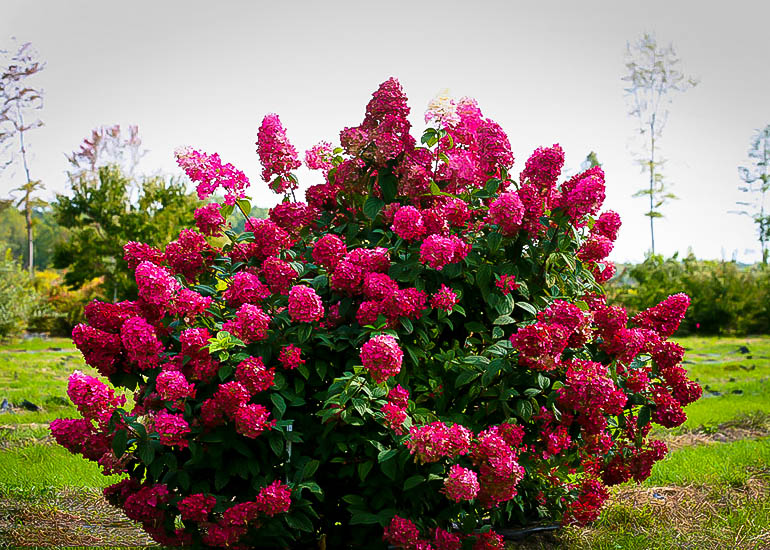 Image of Row of Firelight hydrangeas