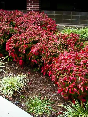 Firepower Nandina