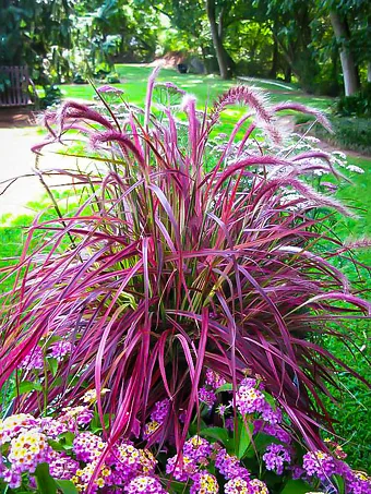 Fireworks® Fountain Grass