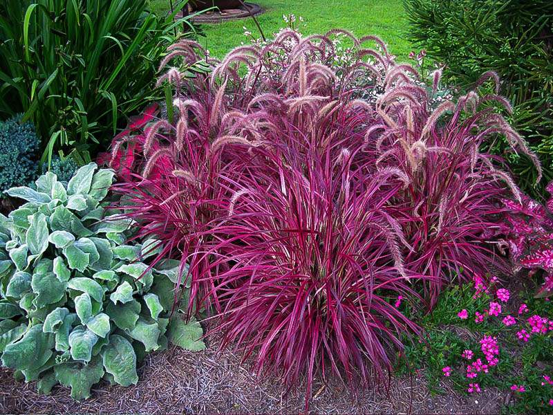 Fireworks Fountain Grass For Sale The Tree Center
