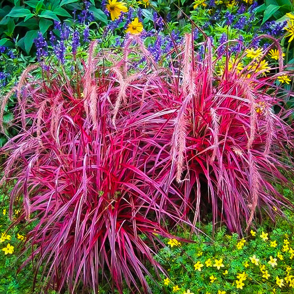 50 Fresh Seeds Pennisetum Setaceum Ornamental Fireworks Fountain Grass Garden 