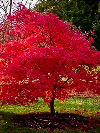 Flame Amur Maple Shrub