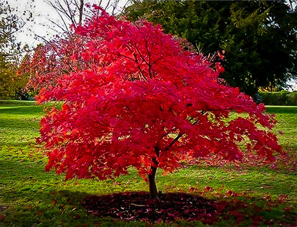 Flame Amur Maple Shrub