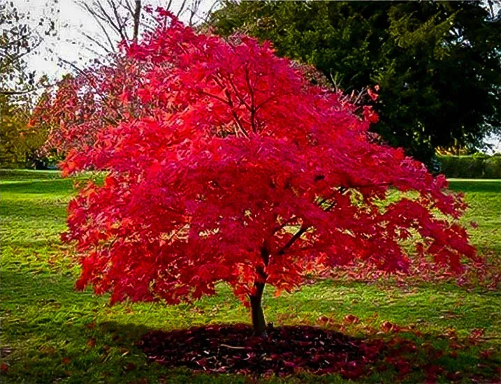 Garden Answer - 'Final Fire' Maple 🔥🍁