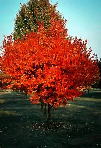 Flame Amur Maple Shrub