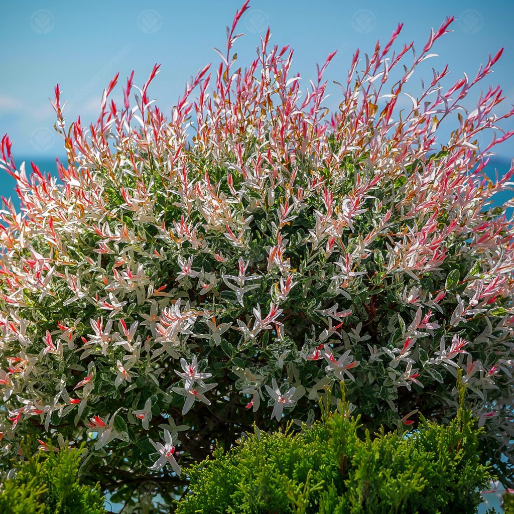 Flamingo Willow Trees For Sale Online | The Tree Center