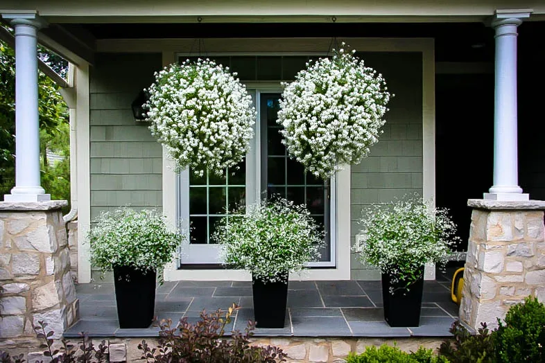 Flowering Bushes For Planters