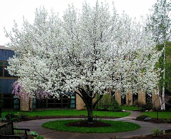 Flowering Pear Tree