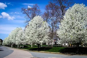 Cleveland Flowering Pear Row