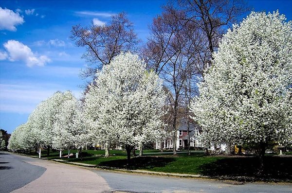 Cleveland Flowering Pear Row
