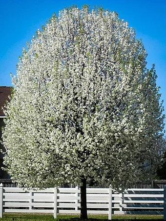 Flowering Pear Tree on Farm