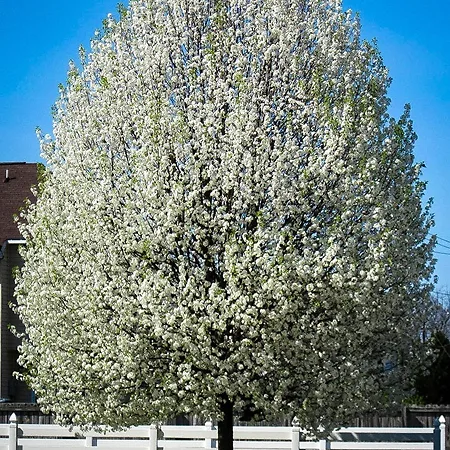 Flowering Pear Trees