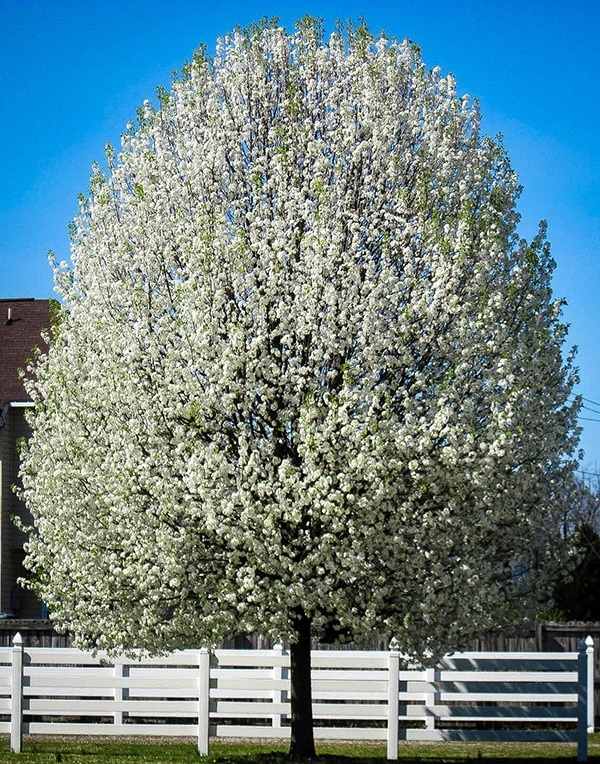 Cleveland Flowering Pear Tree For Sale Online | The Tree Center