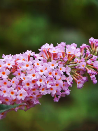 Flutterby Grande® Peach Cobbler Butterfly Bush