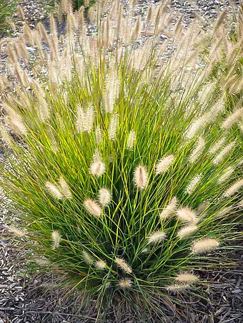 Fountain Grass