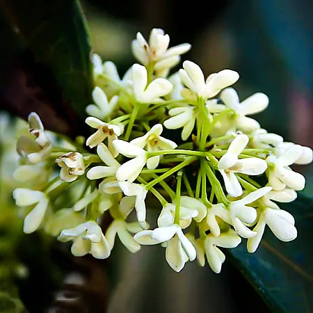 Osmanthus