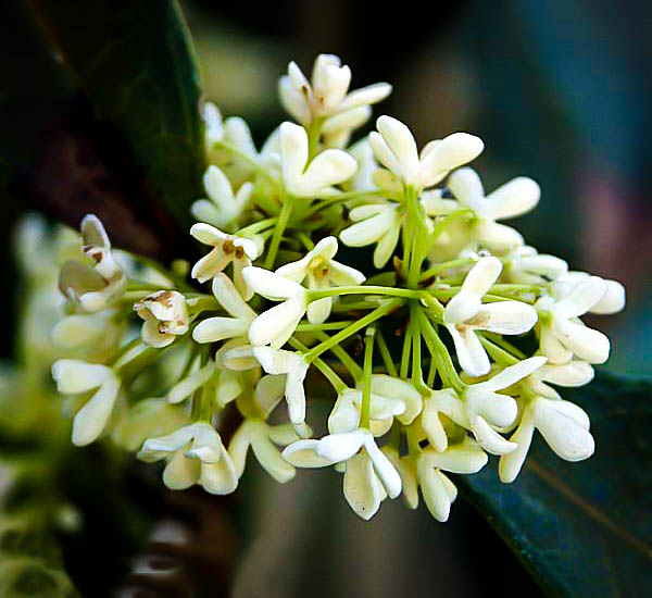 Fragrant Tea Olive Flowers