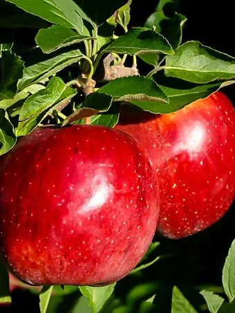 Fuji Apple Trees for Sale