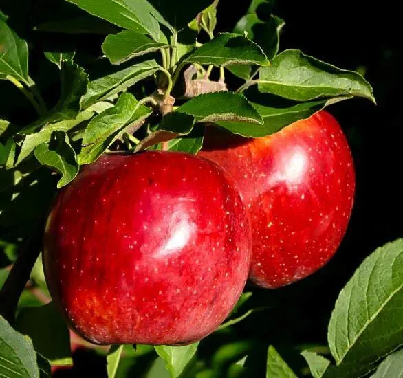 Fuji Red Apple Tree