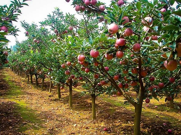 Fuji Apple Tree Orchard