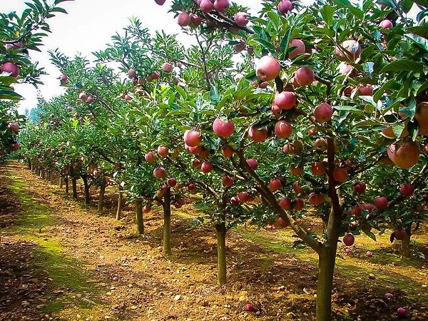 Fuji Apple Tree