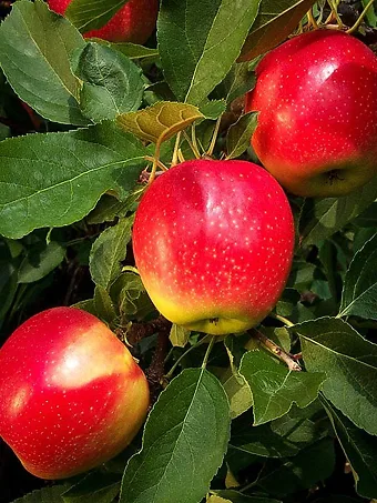 Gala Apple Tree