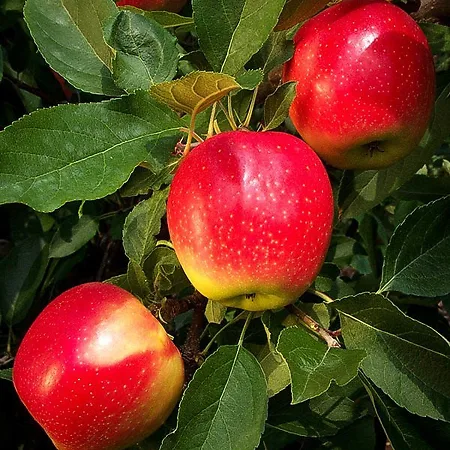 Apple Trees