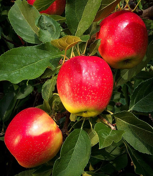 Gala Apples on Tree Branch