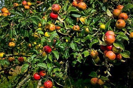 Large group of fruit on a Gala Apple Tree