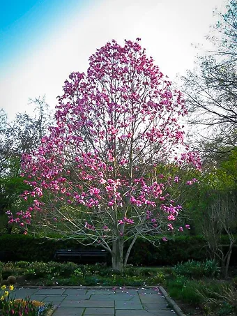 Galaxy Magnolia Tree