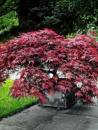 Garnet Japanese Maple Tree