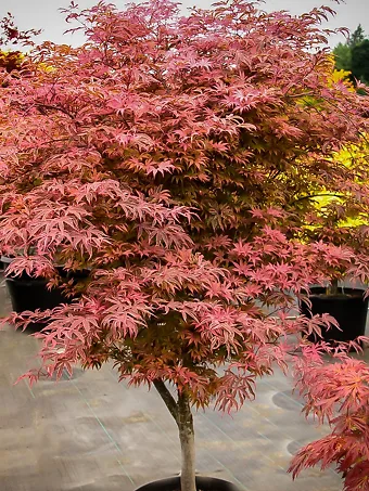 Geisha Gone Wild Japanese Maple