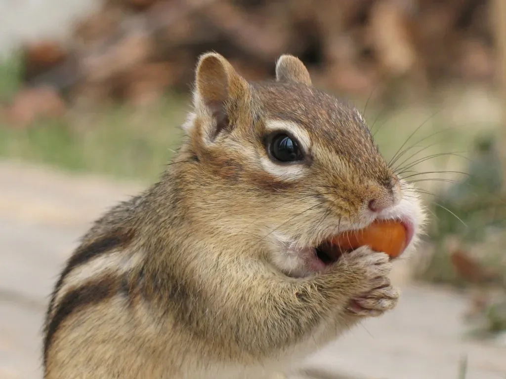 Get Rid Of Chipmunks