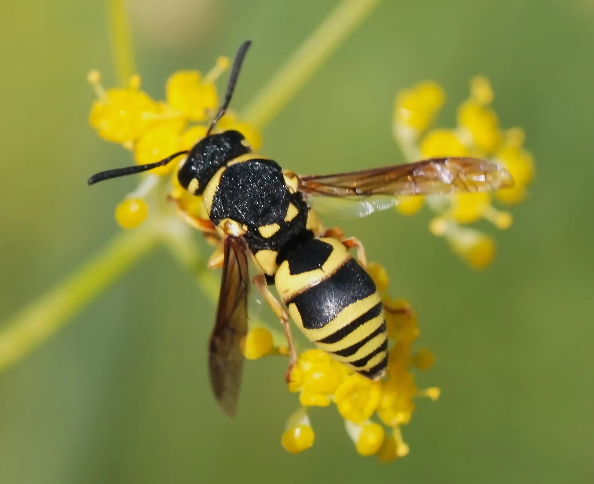 Getting Rid Of Wasps