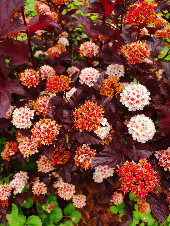 Ginger Wine® Ninebark For Sale The Tree Center