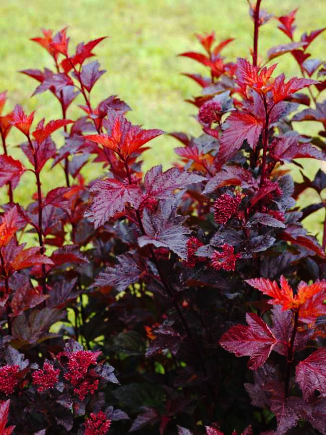 Ginger Wine® Ninebark For Sale The Tree Center