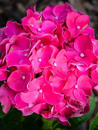 Glowing Embers Hydrangea