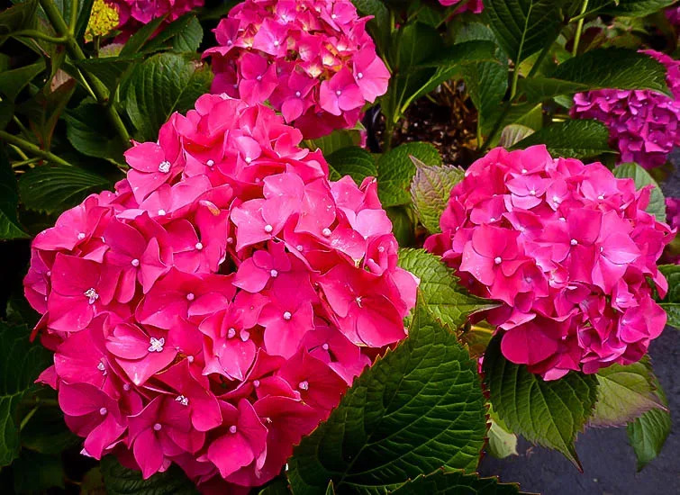 Ethere Hydrangea Glow