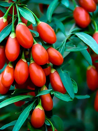 Goji Berry