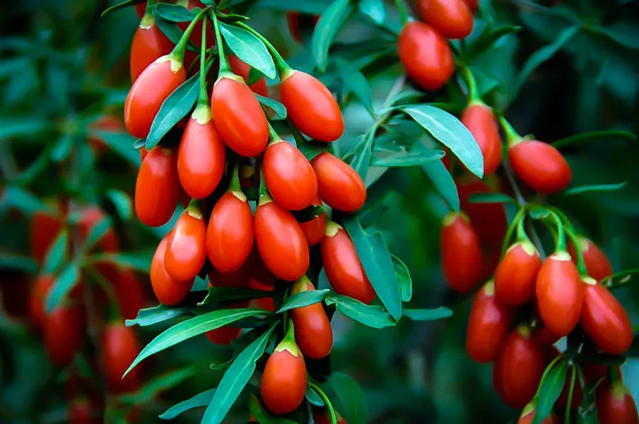 Goji Berry Plant For The Tree Center | Sale