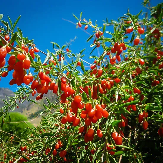 Goji Berry Plant For Sale | The Tree Center | Obstbäume & Gemüsepflanzen