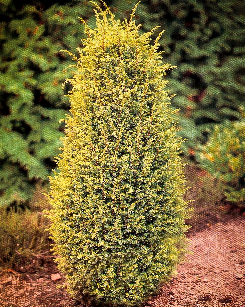 gold cone juniper gold cone juniper